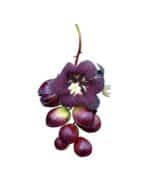 Coguil Lardizabala Biternata - Imagen 2