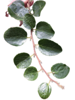 Lilen Alerce (fitzroya Cupressoides) Planta - Imagen 2