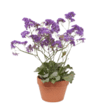 Limonium Perezi (estátice): Planta Perenne Flor Morada - Imagen 4