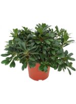 Pitosporum tobira nana - Imagen 3